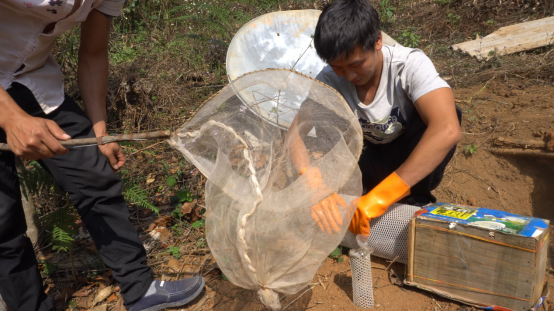 【媒体投稿】云南青年驯化“虎头蜂” 依托阿里助数万人致富350.png