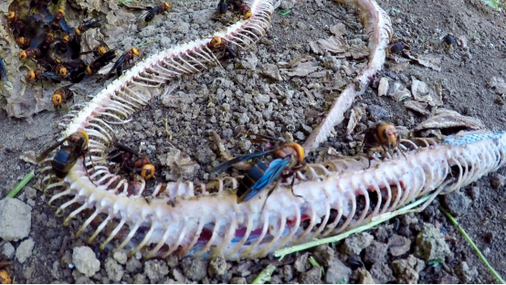 【媒体投稿】云南青年驯化“虎头蜂” 依托阿里助数万人致富254.png