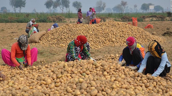 1556236332845549.jpg 190425160702-lays-india-potato-farmers-super-169.jpg