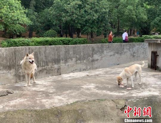 动物园 狗狼同笼 引热议园方 没必要也不忍心分开 资讯 海外网