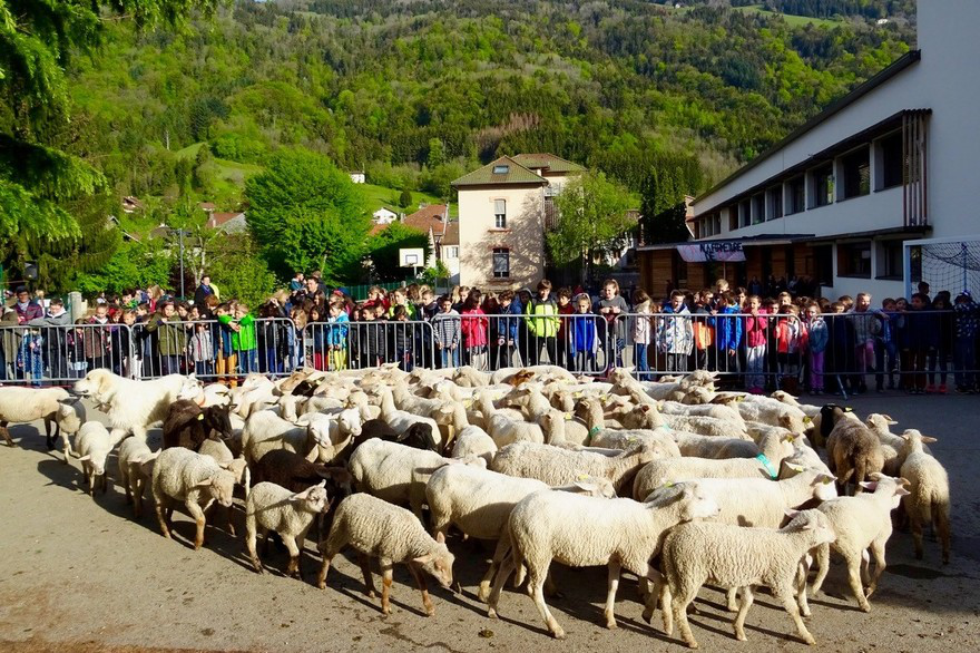 法国一小学将15只绵羊注册为