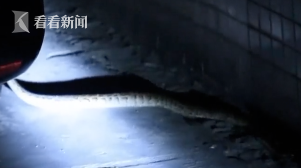 连续三夜梦见蛇,探寻潜意识深处的信号 连续三夜梦见蛇,探寻潜意识深处的信号