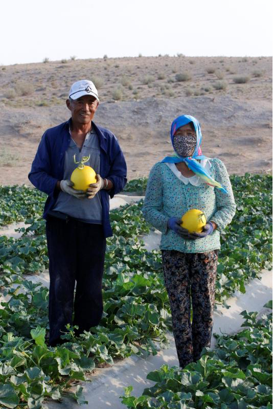 1563936751461041.png 蜜瓜换树苗:阿里“亩产一千美金”计划让民勤4000亩沙漠变绿洲457.png