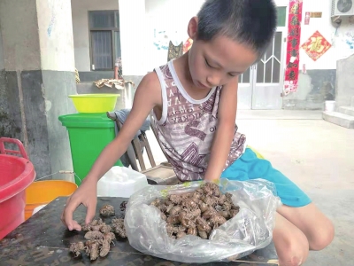 捡知了壳救重病姐姐 多捡一个知了壳,就能早一点救我姐的命