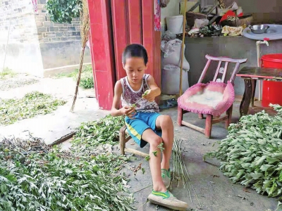 捡知了壳救重病姐姐 多捡一个知了壳,就能早一点救我姐的命