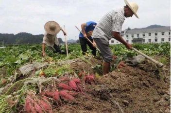 临安小香薯走红互联网 农产品电商销售阿里占七成以上