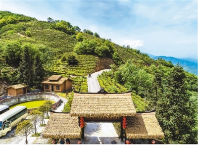 青川茶农：收租金 挣薪金 得股金