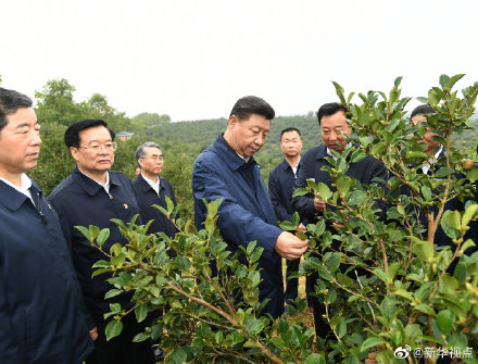 习近平：路子找到了，就要大胆去做