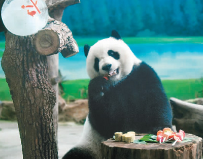 台湾有一群“熊猫粉”