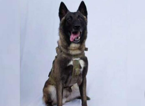 特朗普晒“英雄”照片：它在追捕巴格达迪时表现超棒