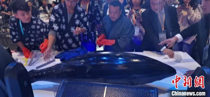 250公斤重蓝鳍金枪鱼亮相第二届进博会