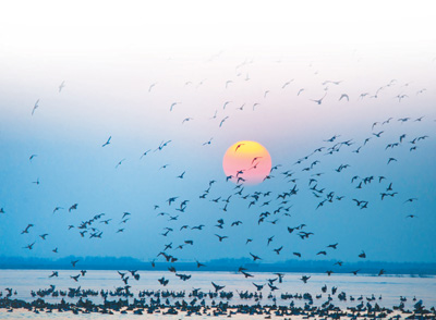 北雁南飞有巡护