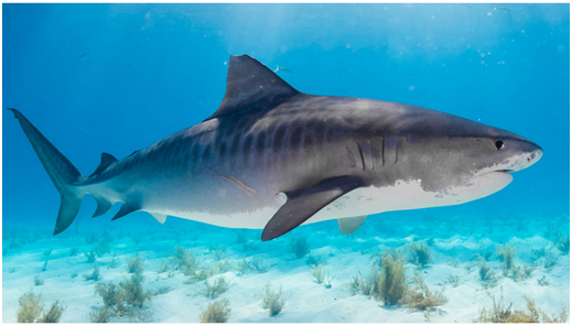 惊悚!鲨鱼胃里现戴婚戒断手 英国女子认出是自