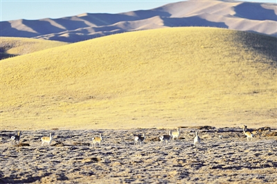 守护净土的先行者——追记“最美奋斗者”杰桑·索南达杰 守护净土的先行者——追记“最美奋斗者”杰桑·索南达杰