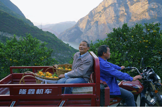 【特稿】三峡移民印记：板车上的3000公里与5万棵树479.png