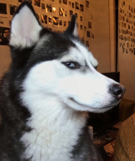 英“拆家小能手”哈士奇闯祸 打开微波炉致火灾