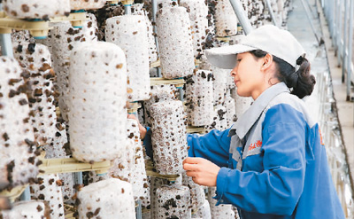 人民日报海外版重磅推出【中国脱贫传奇⑧】 “口袋底”鼓起来喽！