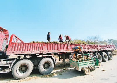 镇江村里的幸福生活
