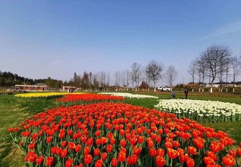 南昌市第三届郁金香花展开启