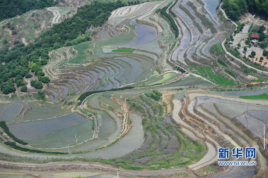 (环境)(4)福建政和:保护农业生态资源 展现梯田独特景观 (环境)(4)福建政和:保护农业生态资源 展现梯田独特景观