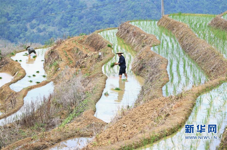 (环境)(1)福建政和:保护农业生态资源 展现梯田独特景观 (环境)(1)福建政和:保护农业生态资源 展现梯田独特景观