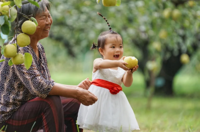 成片的梨园,如今成了砀山百姓的致富“乐土”。李希蒙摄