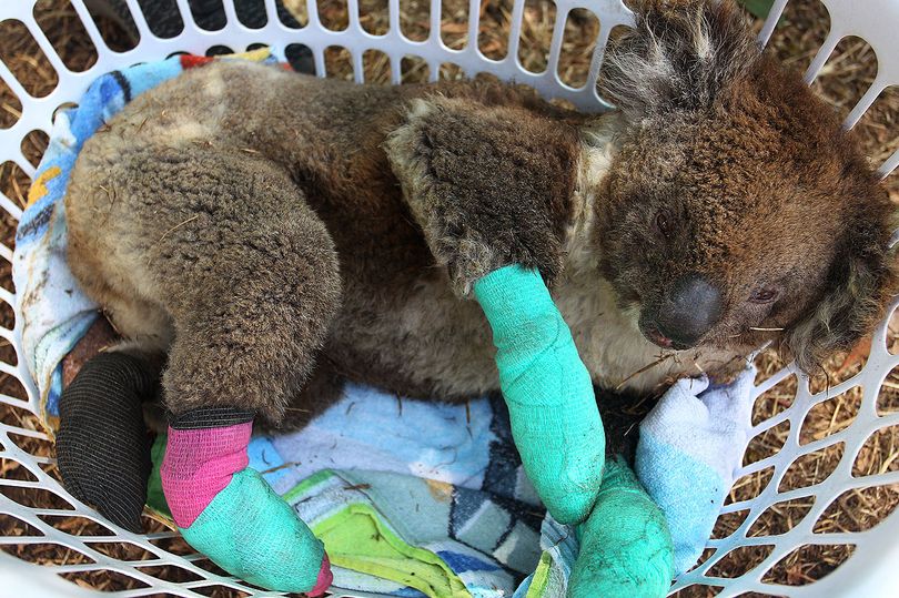0_An-injured-koala-rests-in-a-washing-basket-at-the-Kangaroo-Island-Wildlife-Park.jpg