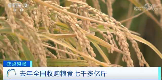 去年全年收购粮食7900亿斤 粮食市场供应稳定有序