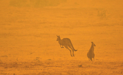 澳大利亚救灾机制面临林火蔓延考验