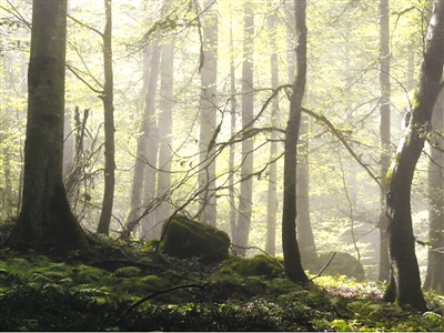 硝烟笼罩下世界遗产又添新忧