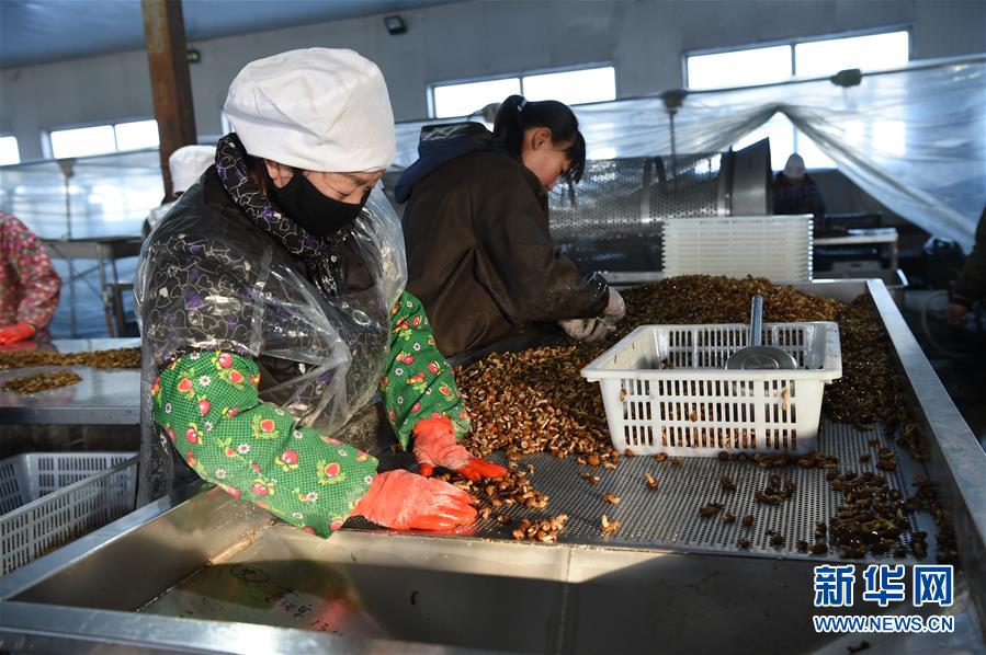 （新春走基层·脱贫一线见闻·图文互动）（4）大兴安岭南麓的期盼与回响——黑龙江省克东县脱贫攻坚见闻