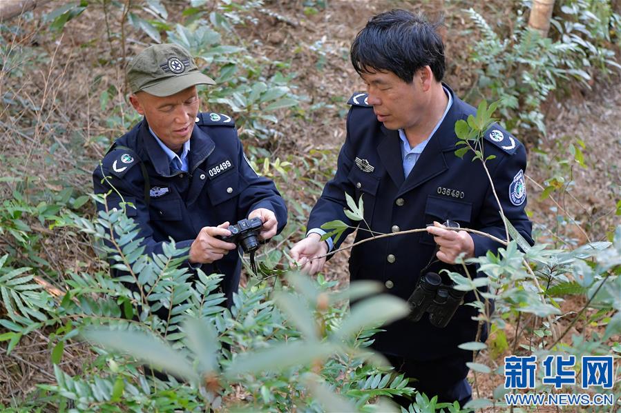 （新春走基层·图文互动）（7）一座山，一辈子——走进赣江源