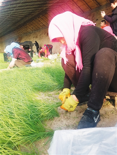 【新春走基层】寒冬温室收“葱”忙