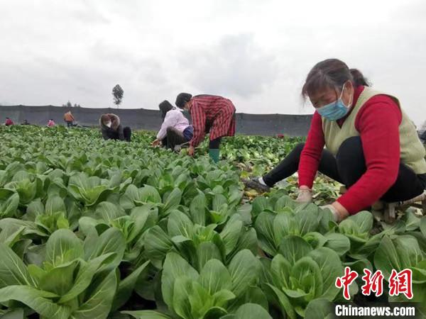 四川什邡一新型职业农民向武汉捐赠10万斤蔬菜