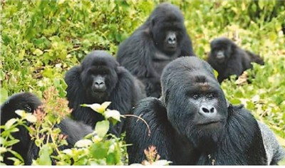 到卢旺达国家公园追“猩”