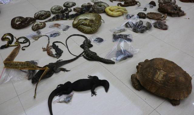 海外网评：以法律利剑斩断“野味”产业链