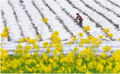 不误农时，粮食生产抓紧干