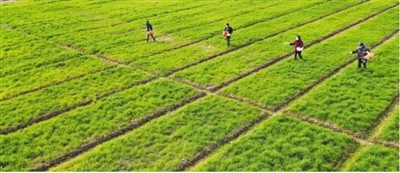 稳住农业基本盘，咱底气足足的！