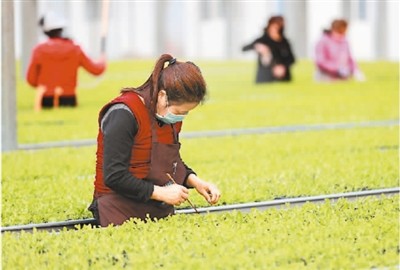 拓渠道，农民增收有后劲