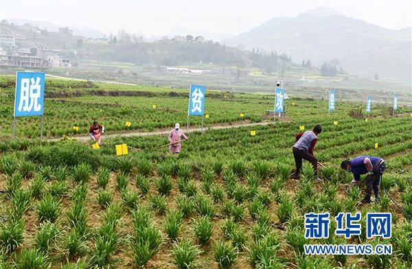 海外网评：打赢脱贫攻坚战，中国不动摇