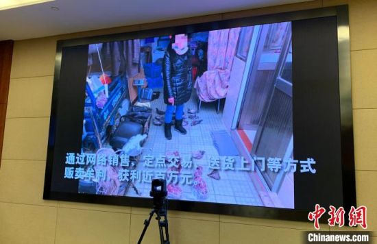 扬州警方现场播放侦破2020首起破坏野生动物资源违法犯罪案短视频。 崔佳明 摄 扬州警方现场播放侦破2020首起破坏野生动物资源违法犯罪案短视频。 崔佳明 摄