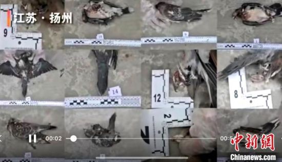 警方查获的野鸭等野生保护动物。扬州警方视频截图 警方查获的野鸭等野生保护动物。扬州警方视频截图