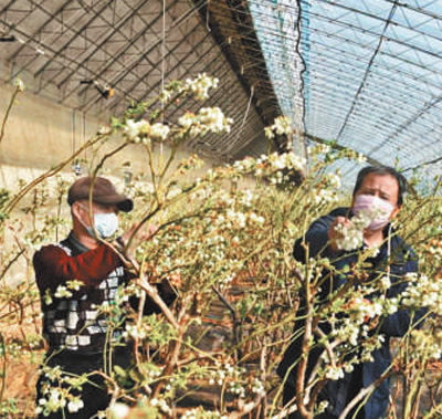 组织好农资生产流通供应（统筹抓好改革发展稳