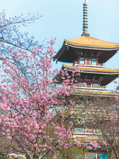 走，看看春日的武汉街景