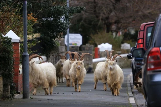 1585539084880330.png 1585539084880330.png