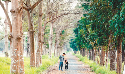 台湾绿化缘何开倒车