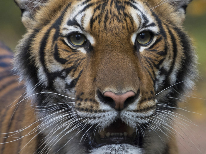 防止新冠病毒传播 多伦多动物园开始对老虎采取防护措施