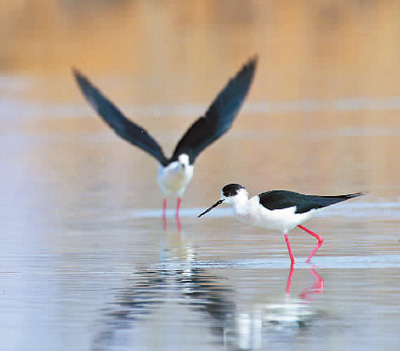 畅游湿地深呼吸