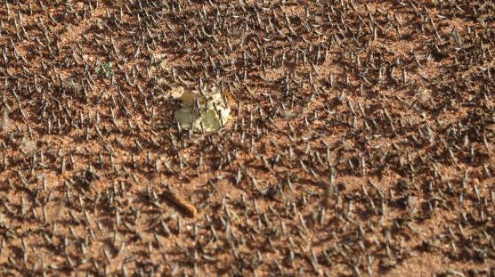 新冠肺炎疫情让东非蝗灾雪上加霜：农药将耗竭 但运不过来