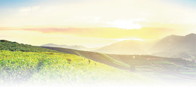 农村题材创作绽放时代光彩（高峰之路）